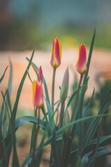 pink orange tulip buds