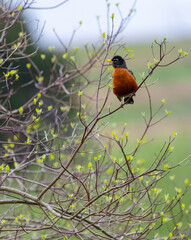robin on a branch