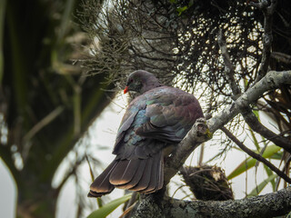 Kereru or New Zealand Pigeon Perched in Tree
