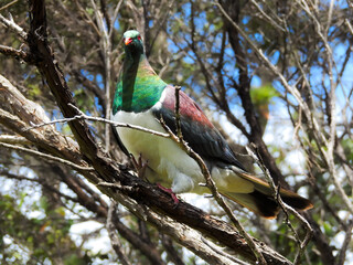 Kereru or New Zealand Pigeon Enjoying Summer Sunshine