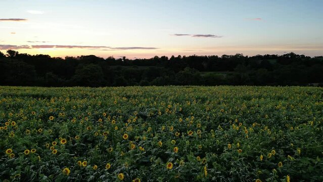field of sunflowers - maryland