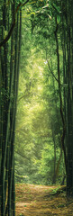 Path in bamboo lush bamboo forest, natural background