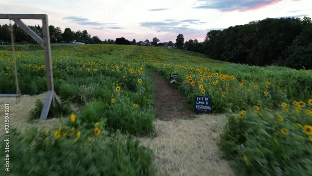 Wall mural field of sunflowers - maryland