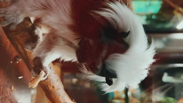 Oedipus tamarin at the zoo. The primate feeds on insects. Cotton tamarin is eating. A small monkey that is very mobile and active, it is interesting to watch them. Izhevsk Zoo. 4К