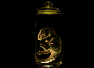 Dinosaur embryo in laboratory jar real dinosaur baby 