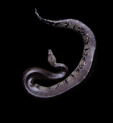 blood python