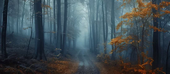 Fototapeten Mysterious Moody Forest Walk: A Captivating Journey Through the Enchanting and Moody Forest © AkuAku