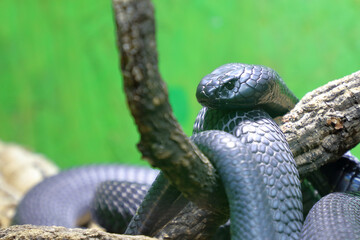Schwarze Speikobra / Black spitting cobra / Naja nigricincta woodi