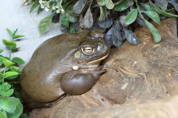 Colorado-Kröte oder Sonora-Kröte / Colorado River toad / Incilius alvarius