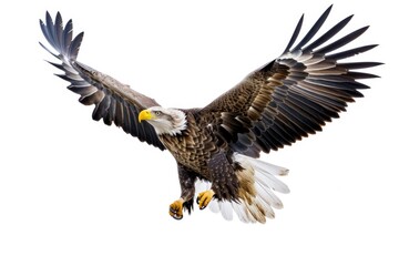 Fototapeta premium A stunning image capturing a bald eagle soaring through the air with its wings fully extended. Perfect for nature enthusiasts and patriotic themes