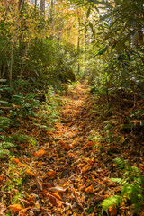 Bright Light Shines on Narrow Trail in Thick Smokies Forest