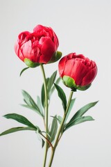 Obraz premium Two beautiful red peonies arranged in a vase on a table. Perfect for home decor or floral design projects
