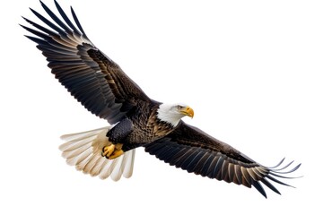 Naklejka premium A majestic bald eagle soaring through the air. Perfect for nature and wildlife enthusiasts