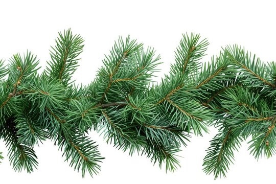 A branch of a pine tree isolated on a white background. Perfect for nature-themed designs or holiday decorations