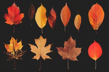 Obraz premium Colorful leaves arranged in a group against a black backdrop. Perfect for autumn-themed designs or nature-inspired projects