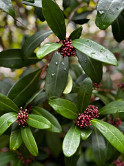 Obraz premium red and green