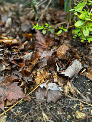 leaves in the ground