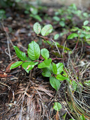 plant in the ground