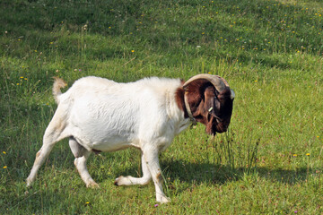 White goat with brown head and horns on green grass © MatMazzini