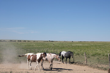 American Indian horses in Kansas Prairie