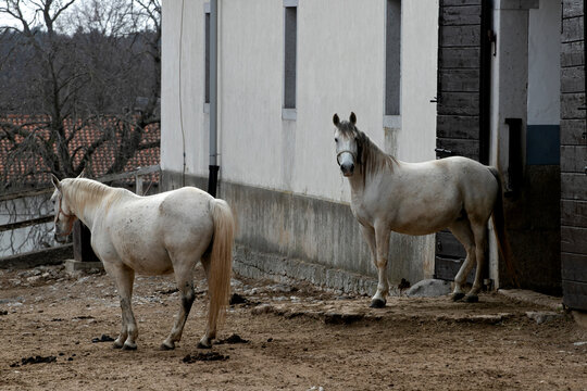 A group of white Lipizzaner horses are standing in the yard in the Lipica stud farm, where world-famous Lipizzaner horses are bred.
