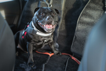 Staffordshire Bull Terrier dog on the rear, back seat of a car. He is wearing a harness and attatched with a clip. The seats have pet protection covers. He looks happy. - 721612482