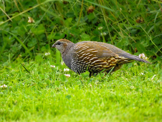 Female California Quail Foraging Amongst Grass