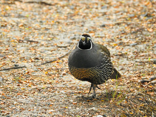 California Quail Walking Along Footpath