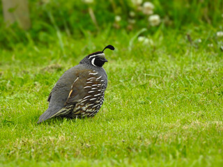 Male California Quail Introduced to New Zealand