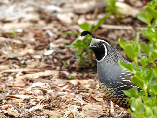 California Quail Peeking Out From Bush