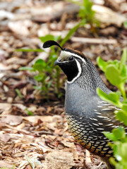 Male California Quail Hiding Behind Bush
