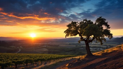 Sunset over vineyards with a single tree in the foreground. Concept of vineyard at dusk, nature's...