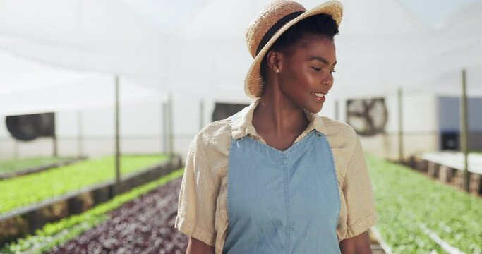 Farmer, crops and inspection in greenhouse of plant production and quality assurance of vegetables growth. Black woman, smile or water saving for hydroponic system or airflow cooling fans by lettuce