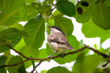 Marsh tit sits on the branch of an Alder tree with green leaves and black seeds on a sunny summer day.	