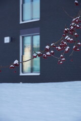 Red berries branch covered with snow towards building's window. January 2024