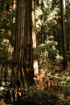 Redwoods © Makenzie