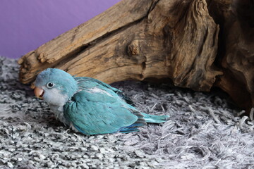 young blue quaker parakeet bird