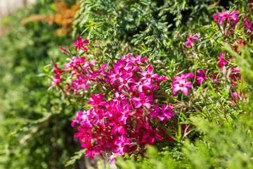Blooming Phlox subulata, creeping phlox, moss phlox or moss pink or mountain phlox. Gardening, growing flowering plants outdoors as hobby. Floriculture. Flower bed with plants in bloom.
