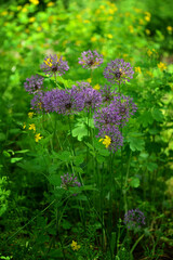 Closeup of purple Allium Violet Beauty blossom in a public garden
