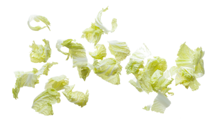 Chinese Cabbage fly in mid air, green fresh vegetable chinese cabbage falling leaf. Organic fresh vegetable with eaten leaf of chinese cabbage, close up texture. White background isolated freeze