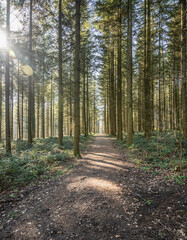 Green tree spooky mystical forest background, beautiful view fresh pines trees and floor in Germany Europe