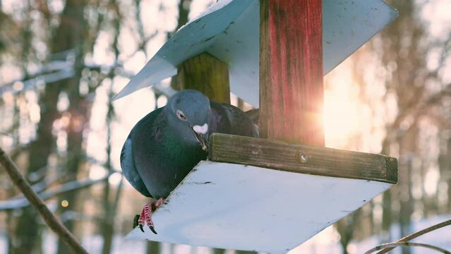 Pigeons eat from a feeder against the background of snow in a winter park and in the rays of backlight from the sun.