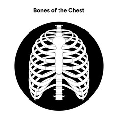 Bones of the chest human anatomy diagram x-ray logo