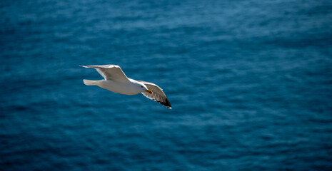 Fototapeta na wymiar detail of a seagull flying over the sea