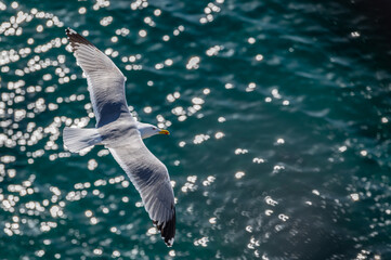 Detail of a seagull seen from above flying over the sea