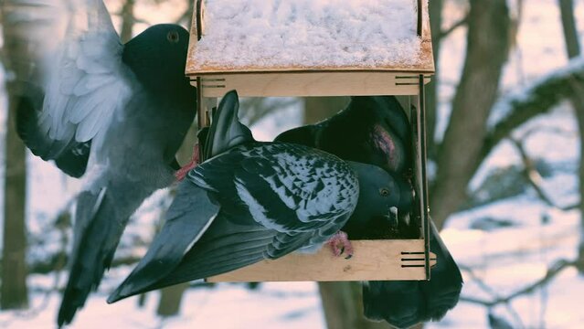 Pigeons eat from a feeder against the backdrop of snow in a winter park.