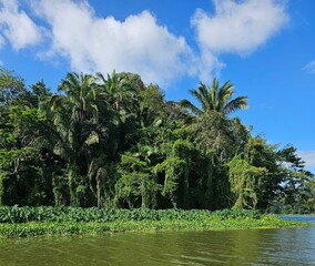 Obraz premium Tropical Rainforest From Tropical Lake