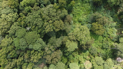 Green forest aerial drone 
