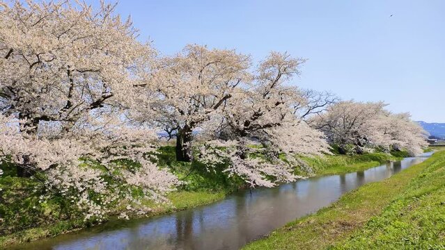 馬渡川と満開の桜
