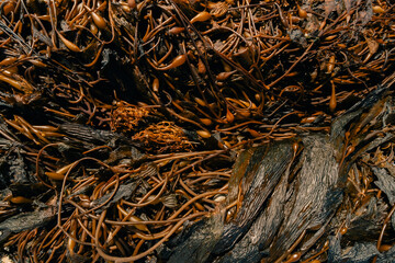 braun seaweed on beach in argentina